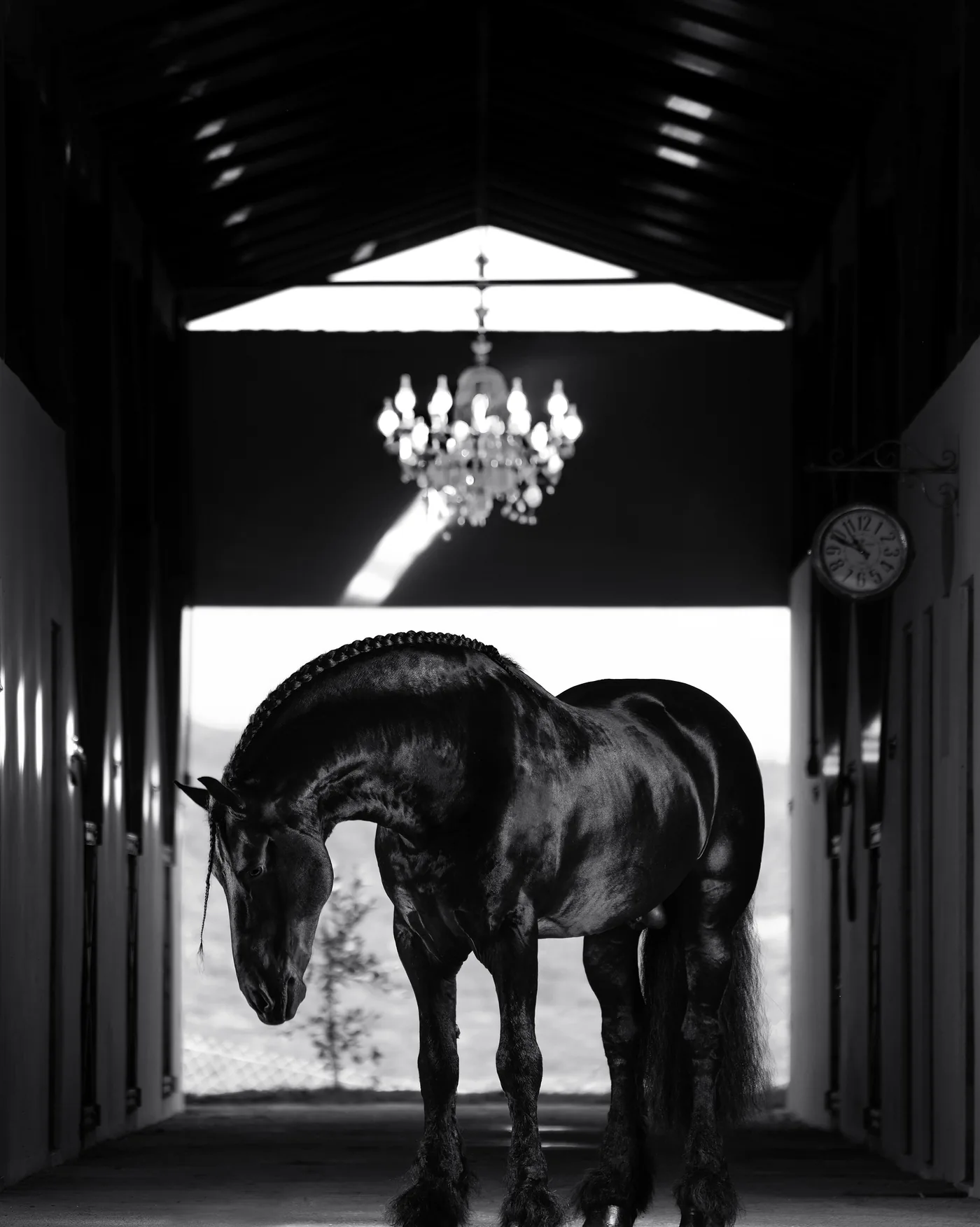 Garanhão Friesian de pelagem preta no corredor das baias, sob lustre de cristal