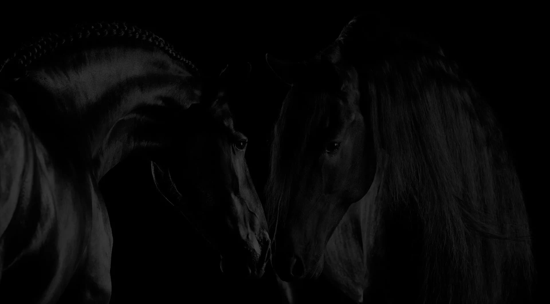 Dois cavalos Friesian frente a frente, com crinas longas, sobre fundo escuro