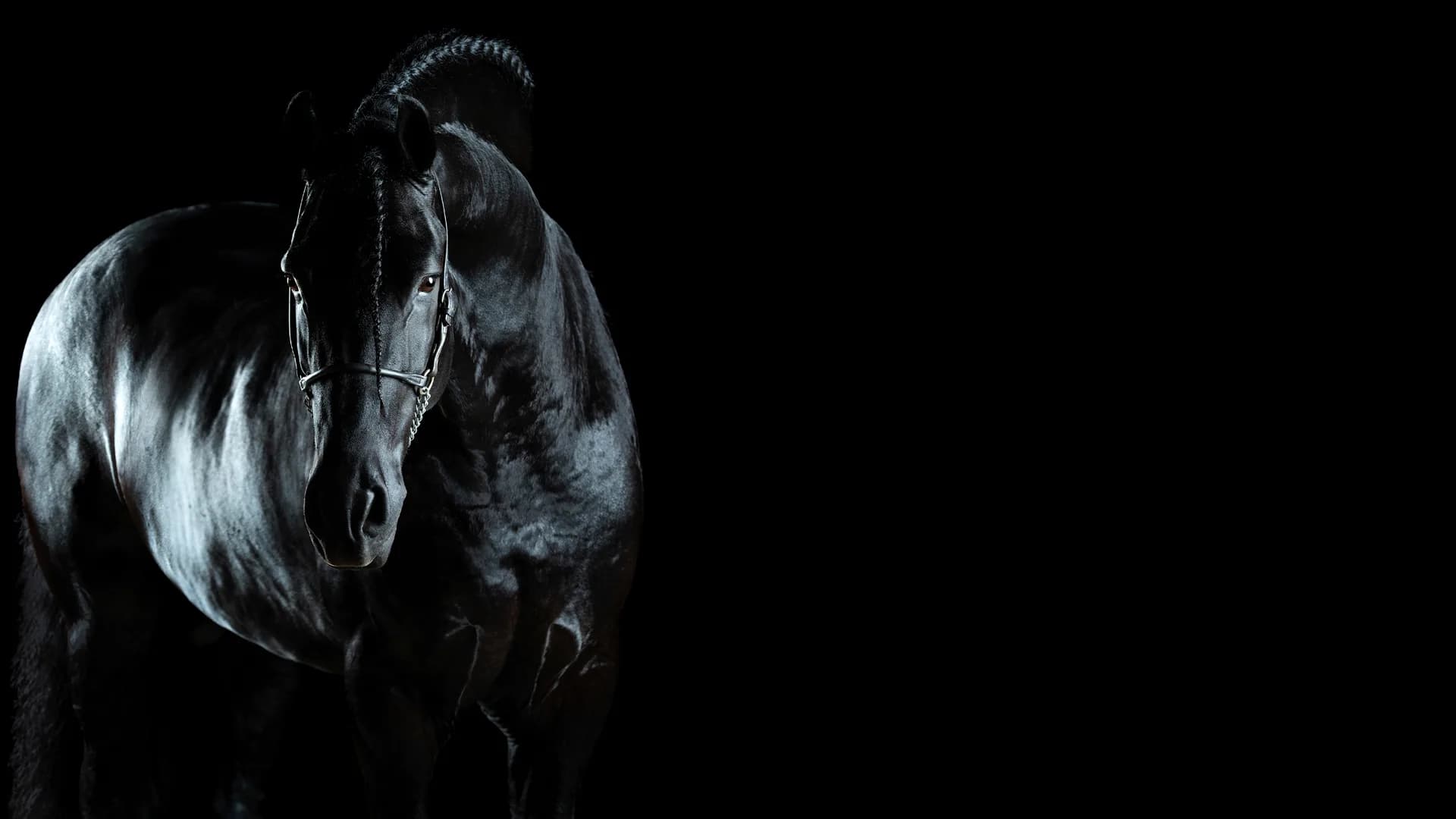 Garanhão Friesian de pelagem preta, iluminado de lado sobre fundo escuro