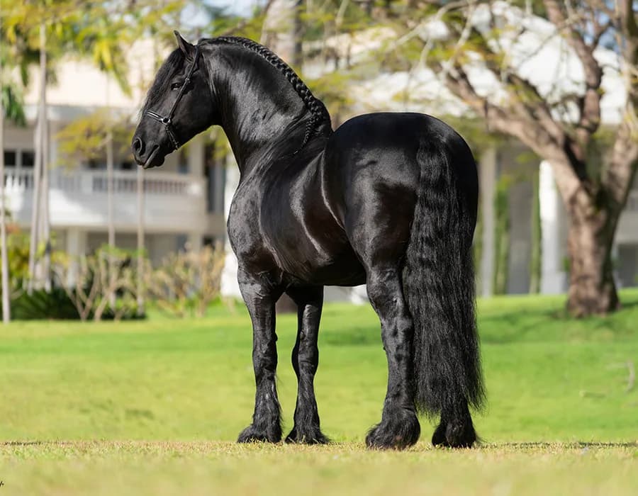 Garanhão Friesian Oregon de perfil, em gramado